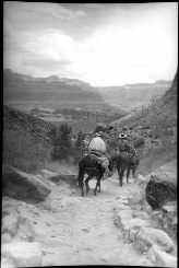 mule
